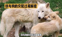 狼交配视频,自然界的爱情故事