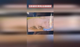 黄黄视频,揭秘生活百态，笑谈人间烟火